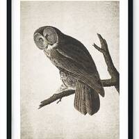 Owl Giclee Print, Restored Vintage Wall Art, Bird Lover Gifts, Bird Illustration - A4, A3, A2