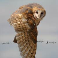 Barn Owl Photograph, owl wall art, wildlife photography, owl art, owl decor,  cabin art, barbed wire