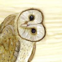 Barn Owl - original Alcohol ink painting