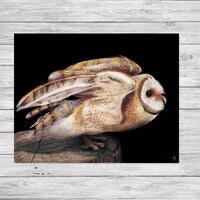 Barn Owl Taking Flight Original Art Print 5x7, 8x10, 11x14