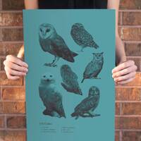 Strigiformes (Owls) Species Retro Travel Art Poster Modern Home Decor 11x17 18x24 24x36
