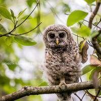 Barred Owl, Owl, Bird, Birds, Birds of Prey, Raptors, Fine Art Prints, Nature Photography, Wildlife 