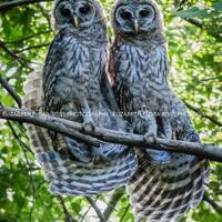 Barred Owl, Owl, Bird, Birds, Birds of Prey, Raptors, Fine Art Prints, Nature Photography, Wildlife 