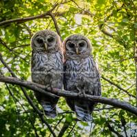 Barred Owl, Owl, Bird, Birds, Birds of Prey, Raptors, Fine Art Prints, Nature Photography, Wildlife 