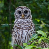 Barred Owl, Owl, Bird, Birds, Birds of Prey, Raptors, Fine Art Prints, Nature Photography, Wildlife 