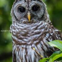 Barred Owl, Owl, Bird, Birds, Birds of Prey, Raptors, Fine Art Prints, Nature Photography, Wildlife 