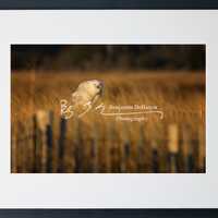 Snowy Owl Wildlife Print | Winter Bird Wall Art | Snow Owl Photo | Canvas Art | Aluminum Photo | Acr