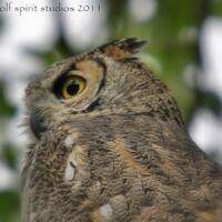 Owl Photography, Great Horned Owl Wildlife Bird Photography Fine Art Photo