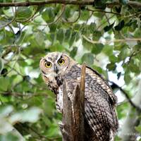 Owl Photography, Bird Photography, Animal Photography, Great Horned Owl, Wildlife Photography Fine A