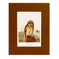 Short-Eared Owl - 1901 Color Print