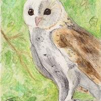 White Barn Owl bird art wildlife ACEO print art card Brandy Woods
