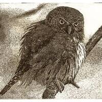 Northern Pygmy Owl (Solar Plate Etching)