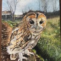 Tawny owl oil painting on canvas ‘Young Hector the Tawny owl’ original artwork