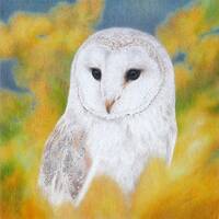 Barn owl drawing with fall colors - original drawing and reproductions, owl art, wildlife drawing