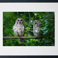 Barn Owl Couple Print | Woodland Bird Art | Owl Wall Decor | Nature Photography | Fine Art Bird Prin