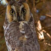 Long Eared Owl Color Photography