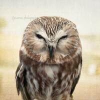 Owl Photography, Owl Print, Owl Art Print, Woodland Nursery Art, Brown Owl Decor, Owl Wall Art, Fore