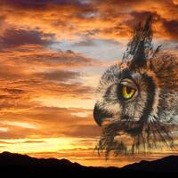 Great Horned Owl Native American Spirit Animal Wildlife Pencil Drawing sunrise photo Print Animal le