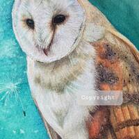 Barn owl original watercolour painting hand-painted. Framed