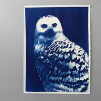 Owl Cyanotype on Watercolor Paper