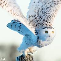 Owl Art, Owl Décor, Owl Picture, Owl Print, Owl Photography, Owl Wall Art, Snowy Owl, White O