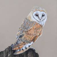 Barn owl Limited edition print  Giclee fine art print