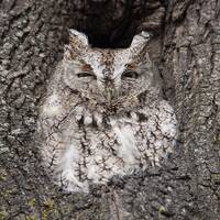 Owl Photograph, Bird Photography, Owl, Nature, Bird Photo, Bird Print, Bird Photograph, Owl Print, S