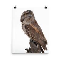 Tawny Frog Mouth, Owl Print, bird, kids wall art, Nursery art, printed and shipped, kids decor, Baby