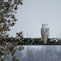 Snowy Owl Print, Owl Photo, Winter Bird Photograph, Snow Art, "A Snow Day"