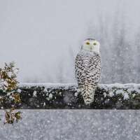 Snowy Owl Print, Owl Metal Art, Winter Bird Photograph, Snow Art, "The Snowy Stare"