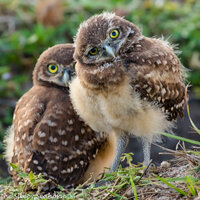 Bird Photography, Burrowing Owl, Owl Print, Florida Photography, Nature Print, Baby Owls, Owlet Pair