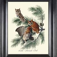 Audubon Little Screech Owl Wall Art Print 324 Beautiful Antique Bird Forest Nature Pine Tree Home Ro