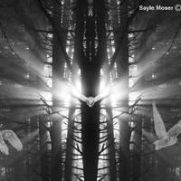 The Owl Tree Fine Art Photograph, Spiritual Art, Forest Image, Sunlight in the Trees, Owls Flying, S