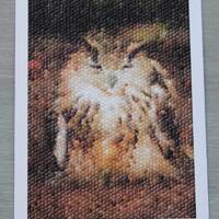 Owl Photo| Postcard