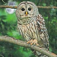 Barred Owl, owl at night, owl in pine tree, owl close-up, for nature lovers, Title: "Nocturnal 