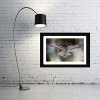 Great Gray Owl Photo, Metal, Canvas or Acrylic Print Living Room Wall Decor Art Focal Nature Wildlif