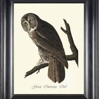 Great Cinereous Owl Print Art 80 Beautiful Antique James Audubon Bird Forest Nature Illustration Cab