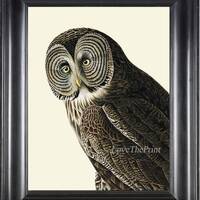 Great Cinereous Owl Wall Art Print 80a Beautiful Antique James Audubon Bird Forest Nature Illustrati