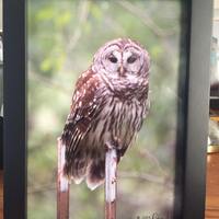 Barred Owl Gaze