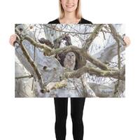 Barred Owl in the Trees Unmounted Photograph | Barred Owl in the Trees Unmounted Poster | Barred Owl