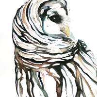 Owl Watercolor - Watercolor Print, Barred Owl Art, Barred Owl Watercolor, Barred Owl Decor, Woodland