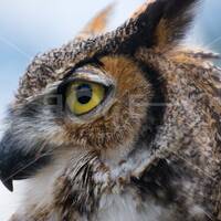 Owl Face Canvas Wall Art | Owl Staring with Piercing Yellow Eyes Close Up | owllow by Bill II | boae