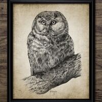 Owl Pencil Drawing, Printable Owl Drawing, Owl Bird Decor, Owl Print, Raptor, Owl On Branch, Cute Ow