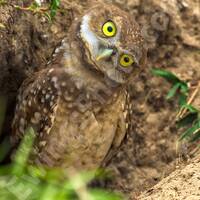 Burrowing Owl of Florida, Strange Look, Bright Yellow Eyes, Fine Art Print, Curious and Cute, Kids L