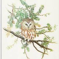 Saw Whet Owl Bird Art Print, Book Plate/ 1970's Large Book Page Color Plate by Glen Loates for f