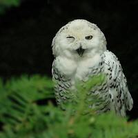 Yeah Baby..... Snowy owl photo, home decor, wall decor, bird decor