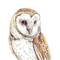 Barn Owl PRINT Limited Edition Numbered