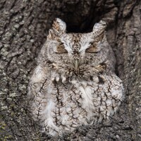 Owl Photograph, Bird Photography, Owl, Nature, Bird Photo, Bird Print, Bird Photograph, Nursery, Owl