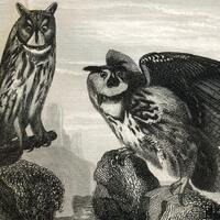 1851 Antique Steel Engraving of Owls, Kites, Vultures, Buzzards, Condor, and Other Birds. Plate 104