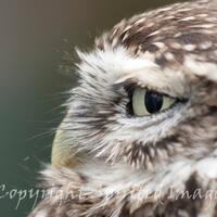 LITTLE OWL. owl portrait, bird photography, wall decor,